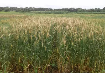 wheat blast fungus zambia Magnaporthe oryzae pathotype Triticum 